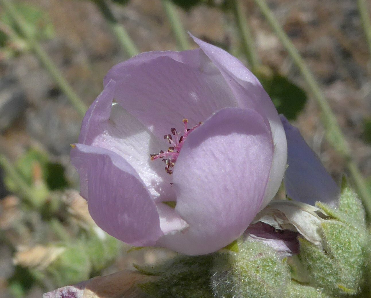 High Resolution Eremalche parryi Flower